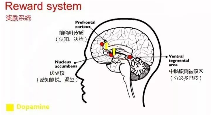 如果爱情注定会归于平淡 |《贪婪的多巴胺》