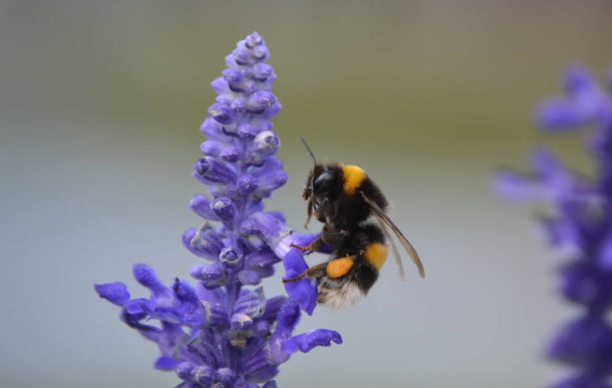 枯萎的鲜花上，蜜蜂只能吮吸到毒汁……